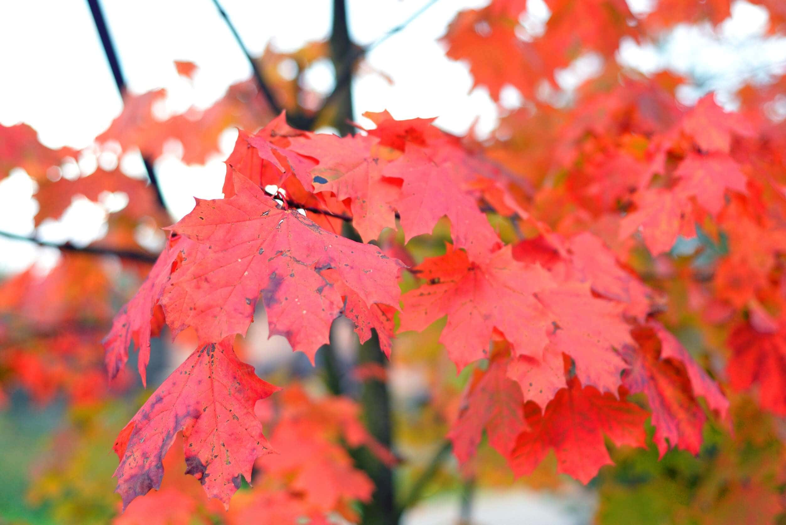 Acer rubrum est l'un des arbres à feuilles rouges les plus connus.