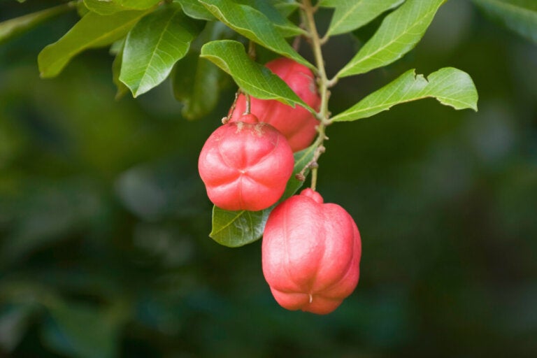 <strong>El ackee es una fruta originaria de Jamaica. Foto: iStock</strong>   