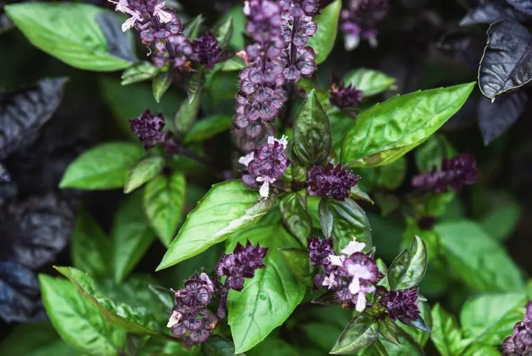Albahaca