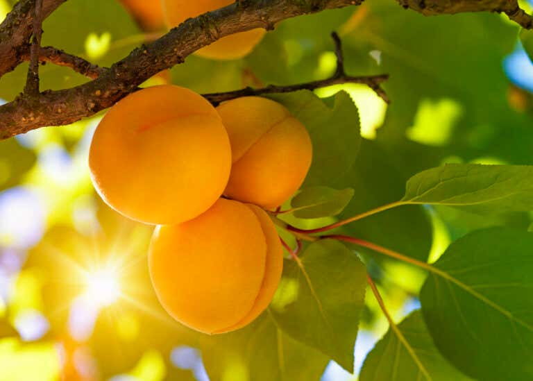 La fruta poco consumida que es rica en vitaminas A, C y E