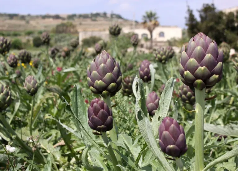 Alcachofa