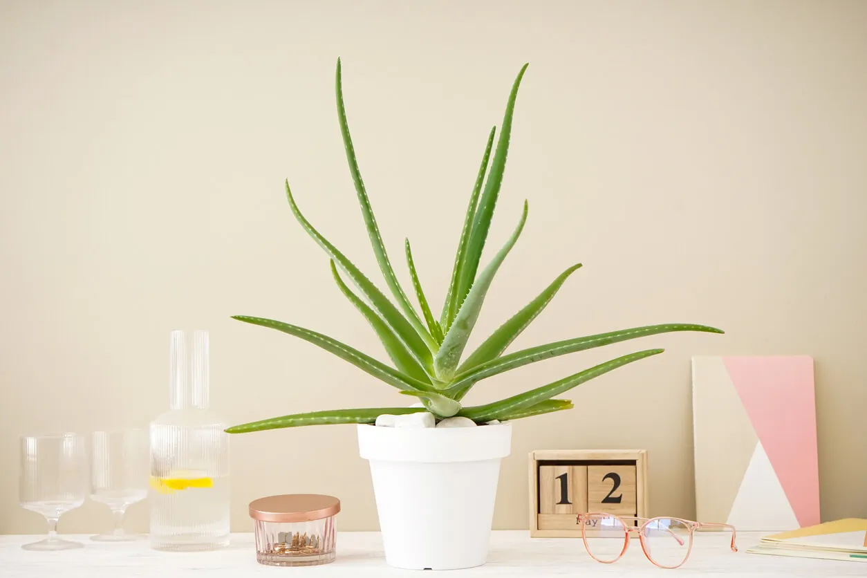 Plantas de bajo mantenimiento para la oficina es aloe vera