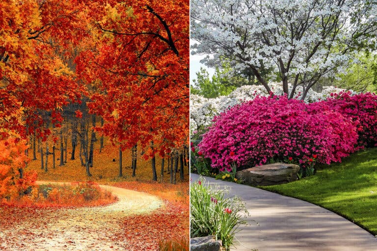 7 árboles y arbustos con hojas rojas para embellecer los jardines