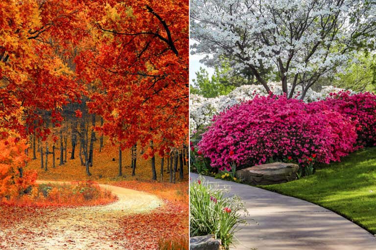 7 árboles y arbustos con hojas rojas para embellecer los jardines