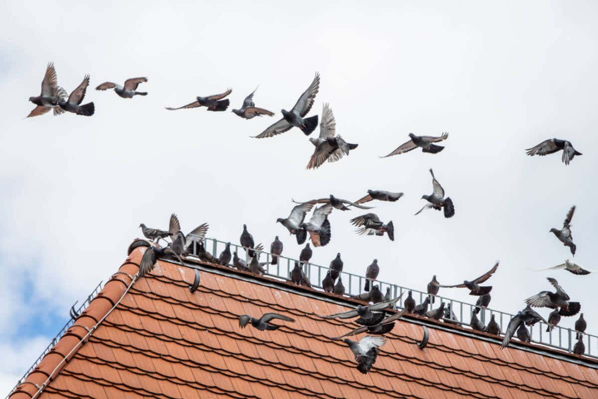 Conoce los signos de que tienes una «peste de aves» en tu hogar y cómo erradicarla