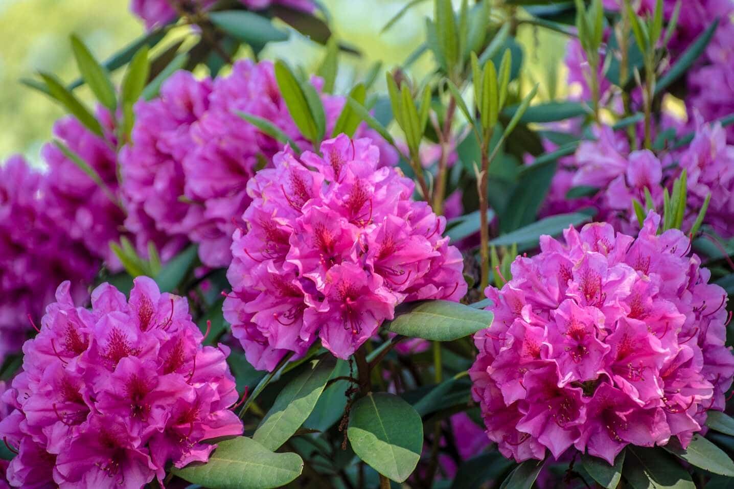 Las mejores 15 flores para tener en un jardín sombreado