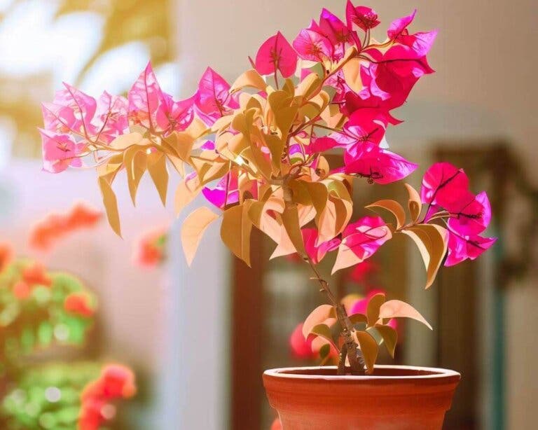 Cómo sembrar buganvilla en maceta y cuidar de sus flores trepadoras