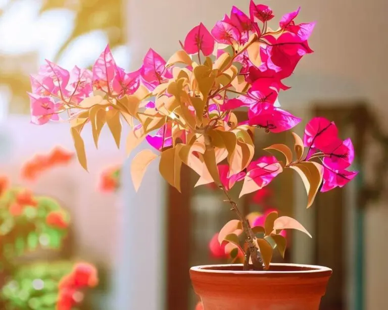 Cómo sembrar buganvilla en maceta y cuidar de sus flores trepadoras