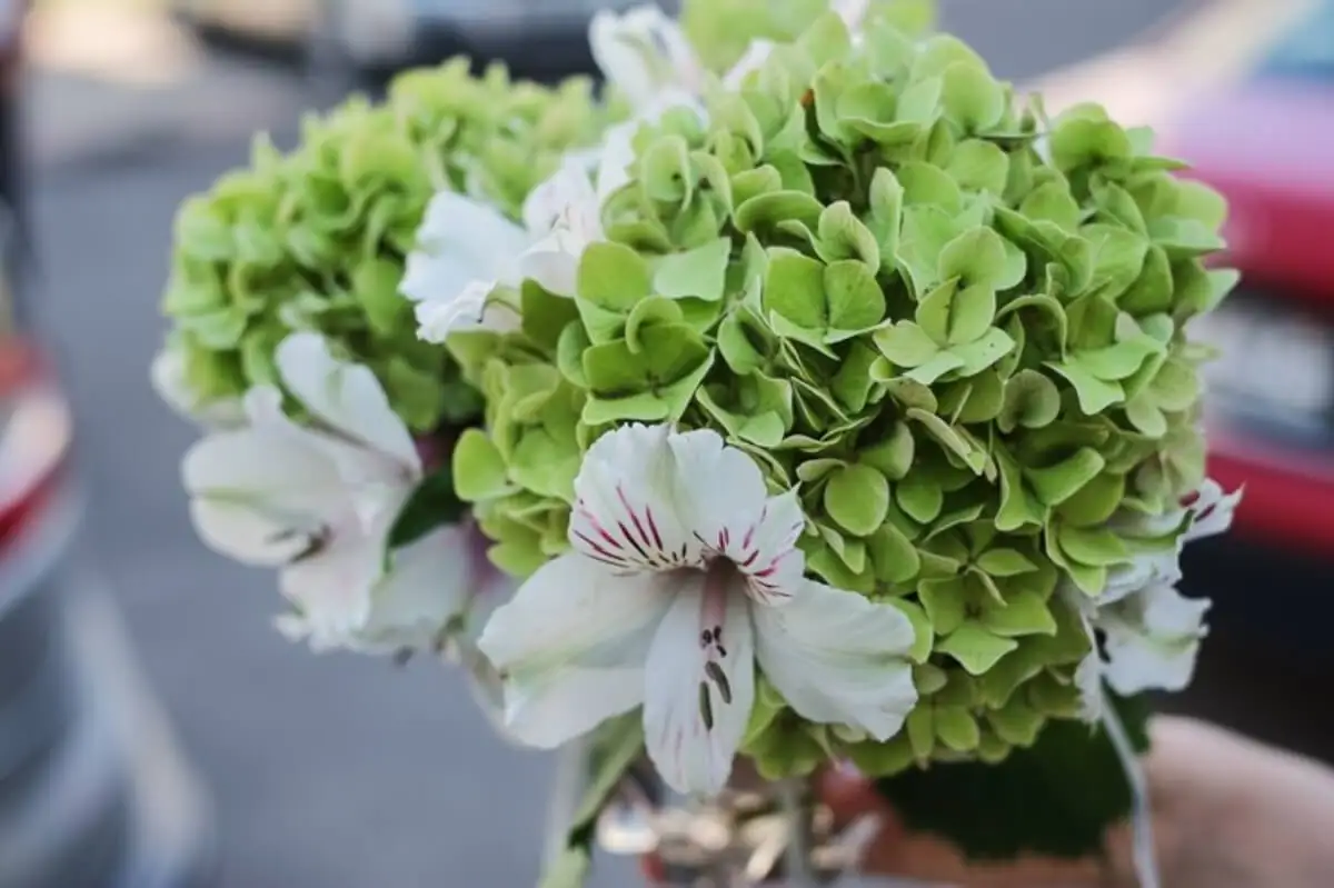 Buqué de lirios y hortensias.