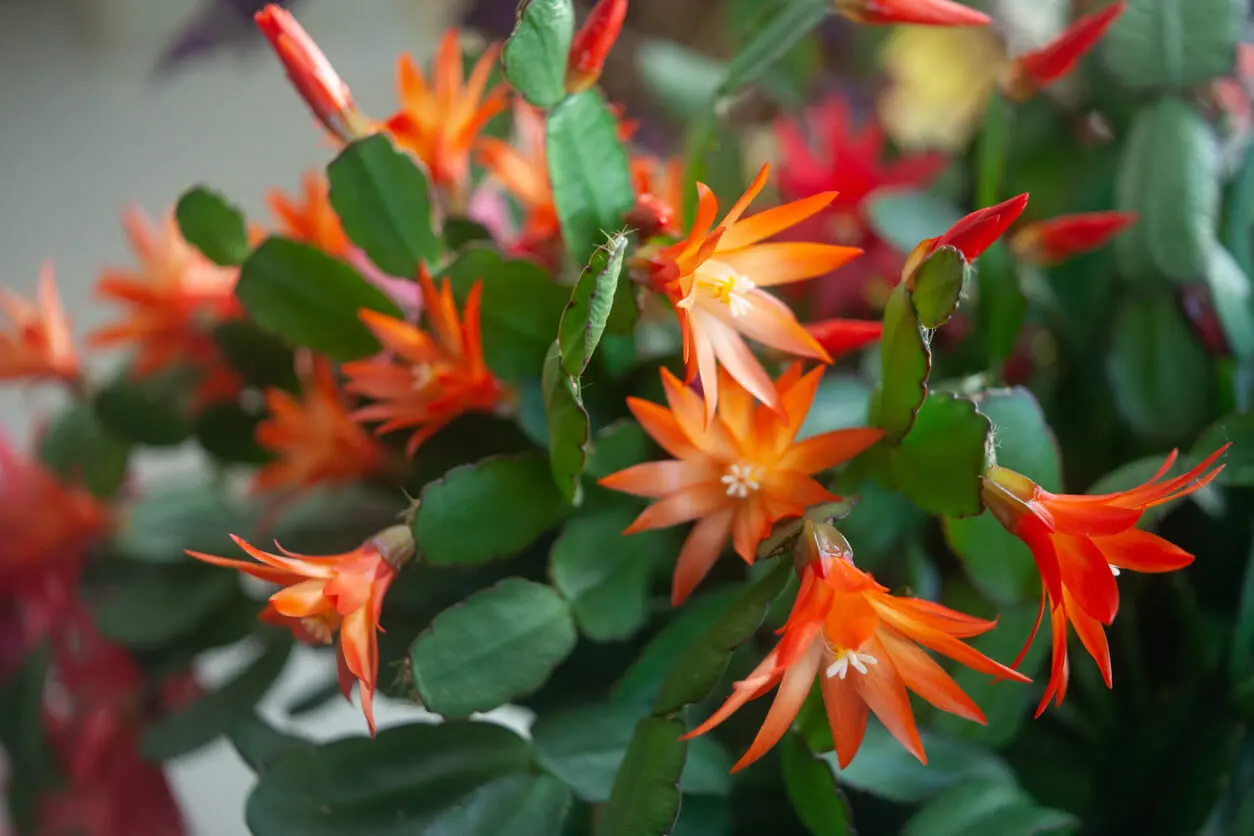 Cactus de Navidad