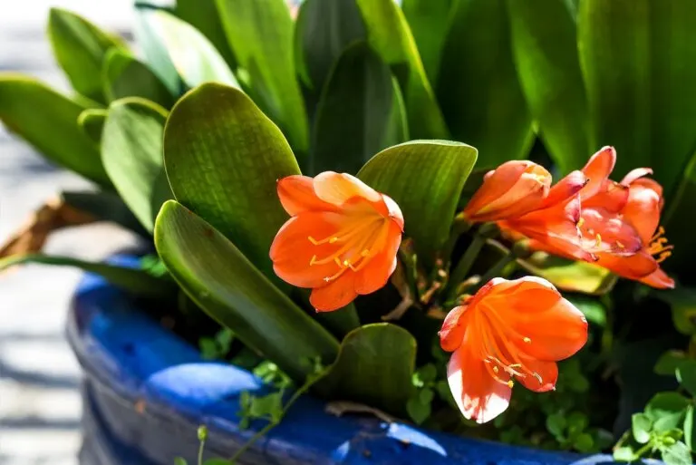 Clivia