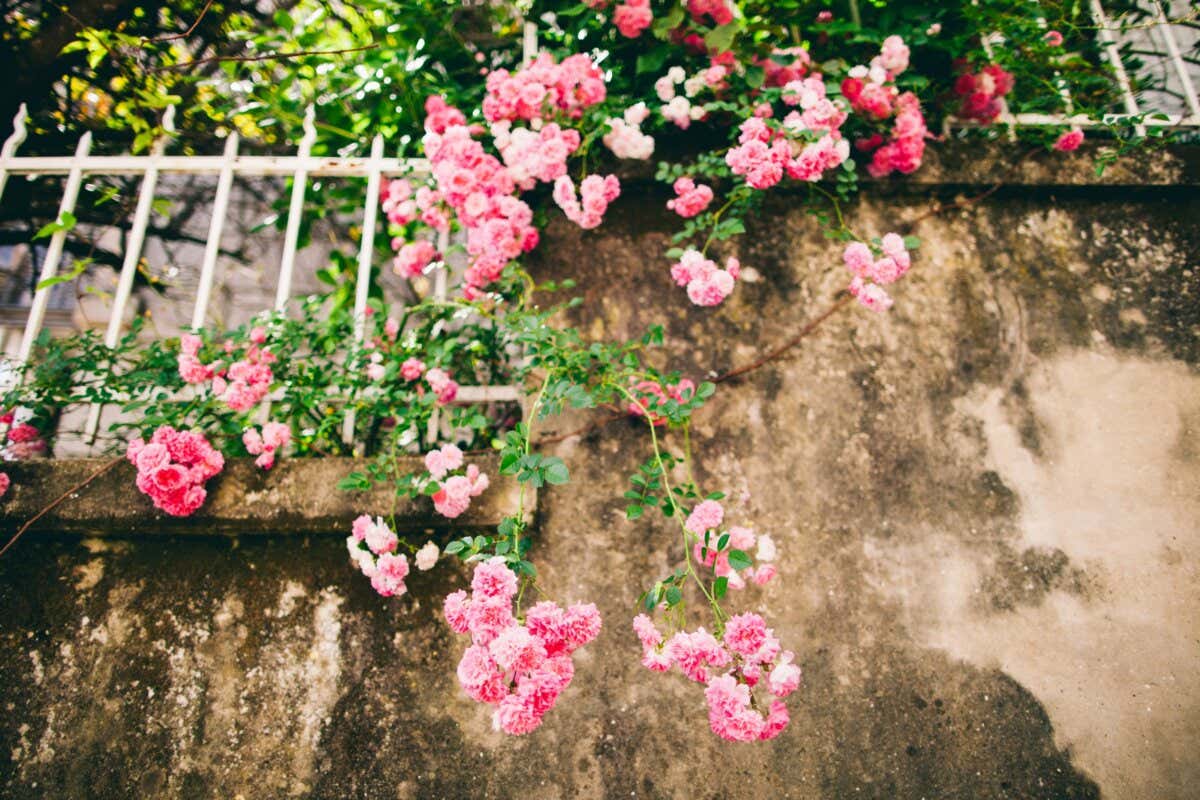 La manera correcta de cuidar los rosales trepadores para tener flores abundantes