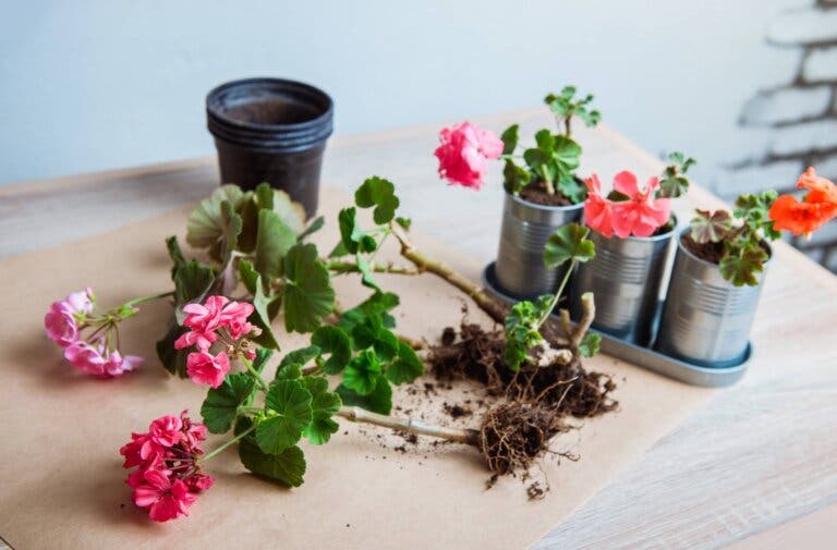 Cómo reproducir geranios y malvones con esquejes en casa