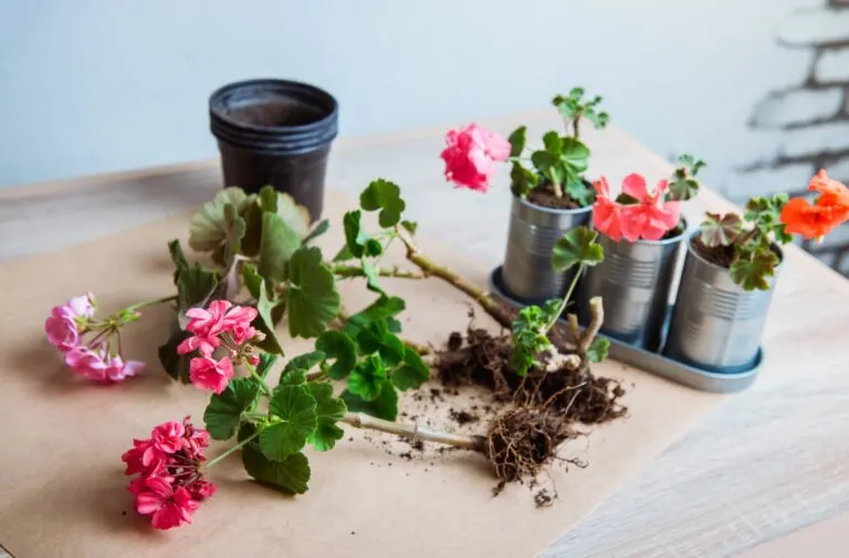 Cómo reproducir geranios y malvones con esquejes en casa