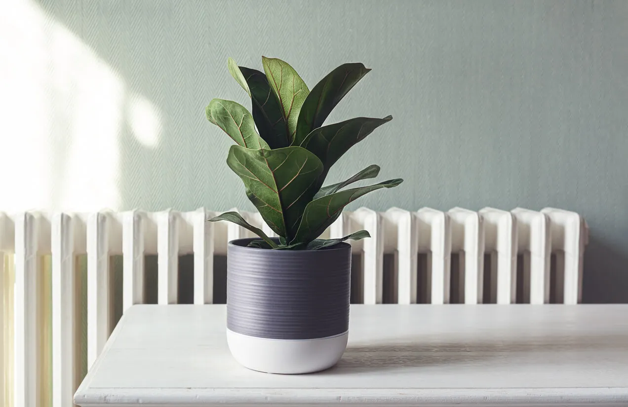 Ficus lira es una de las plantas de interiores para la oficina