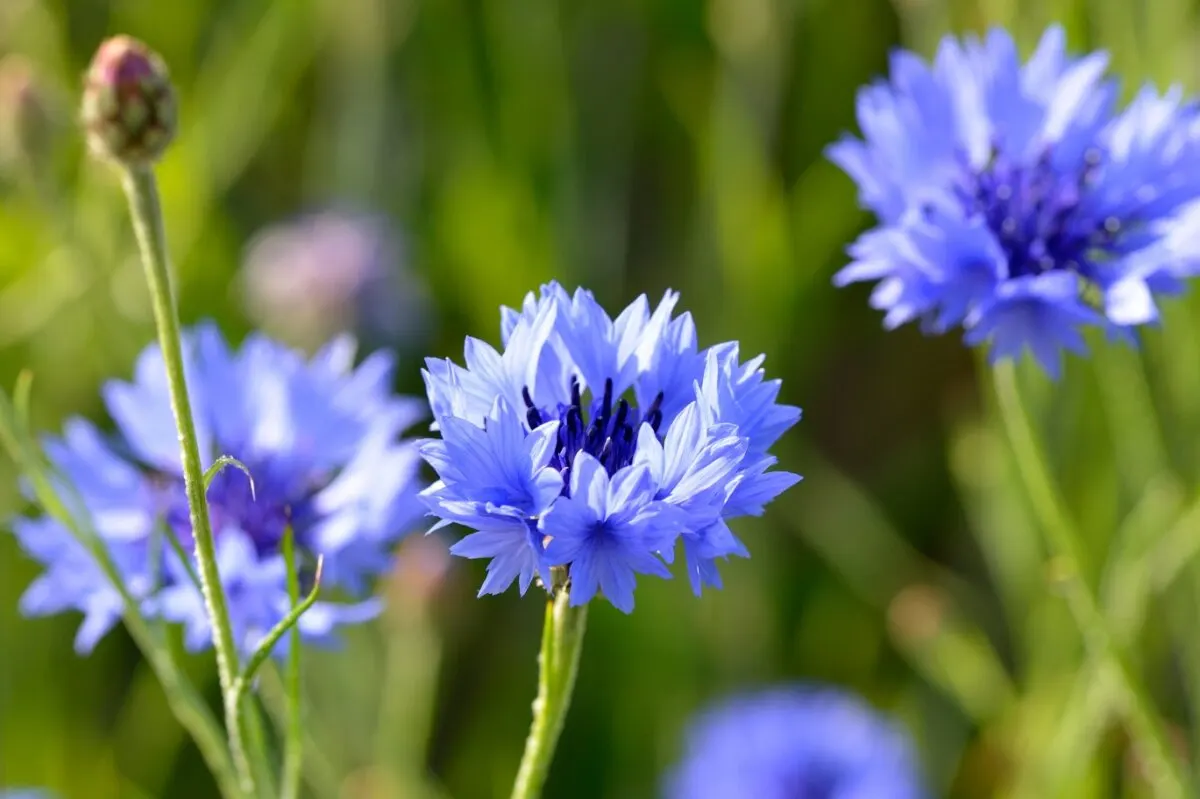 Flor de aciano o centaurea