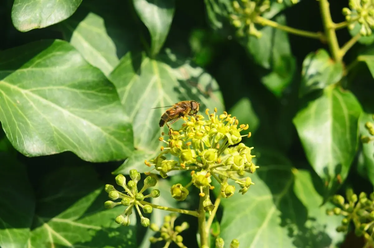 Flor de hiedra