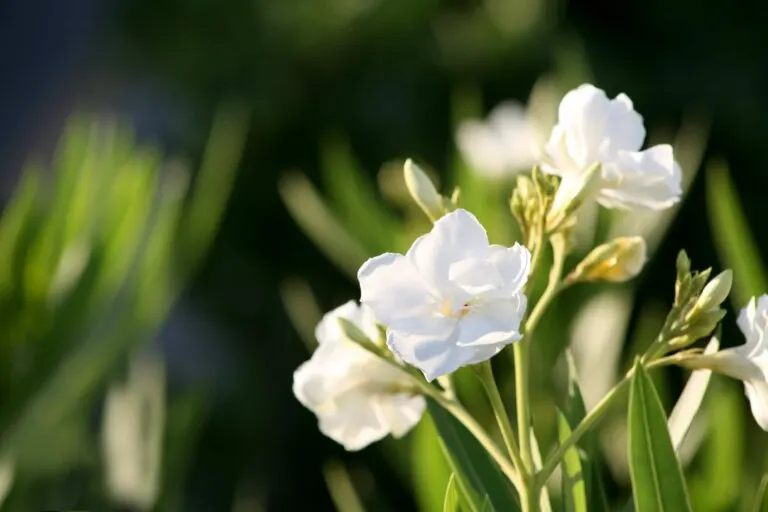 5 tipos de fresias para tener en tu jardín y cómo cuidarlas