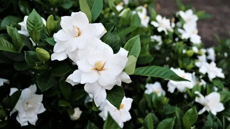 Gardenia