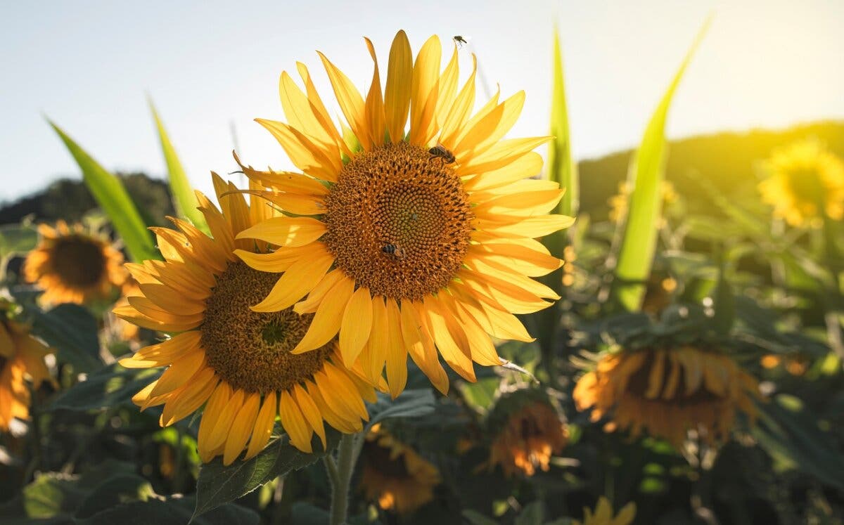 Girasol