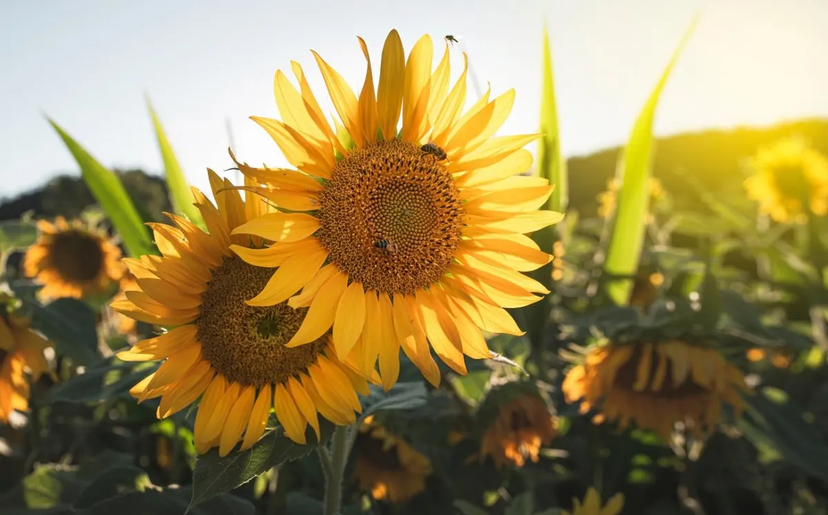 Girasol