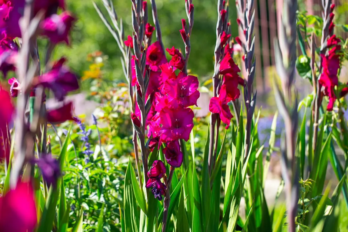 Gladiole bizantine.