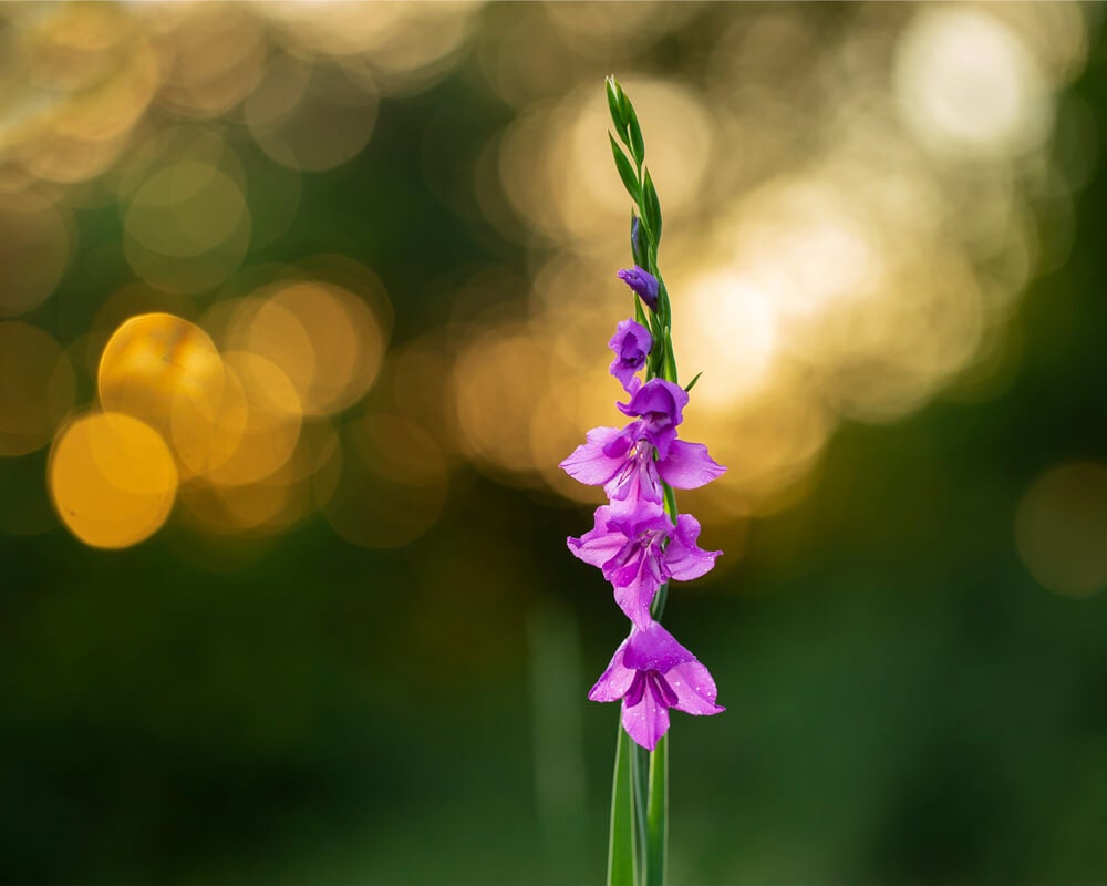 Tipos de gladiolos: gladiolus imbricatus