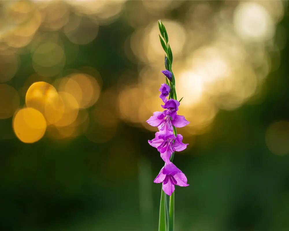Tipuri de gladiole: gladiolus imbricatus
