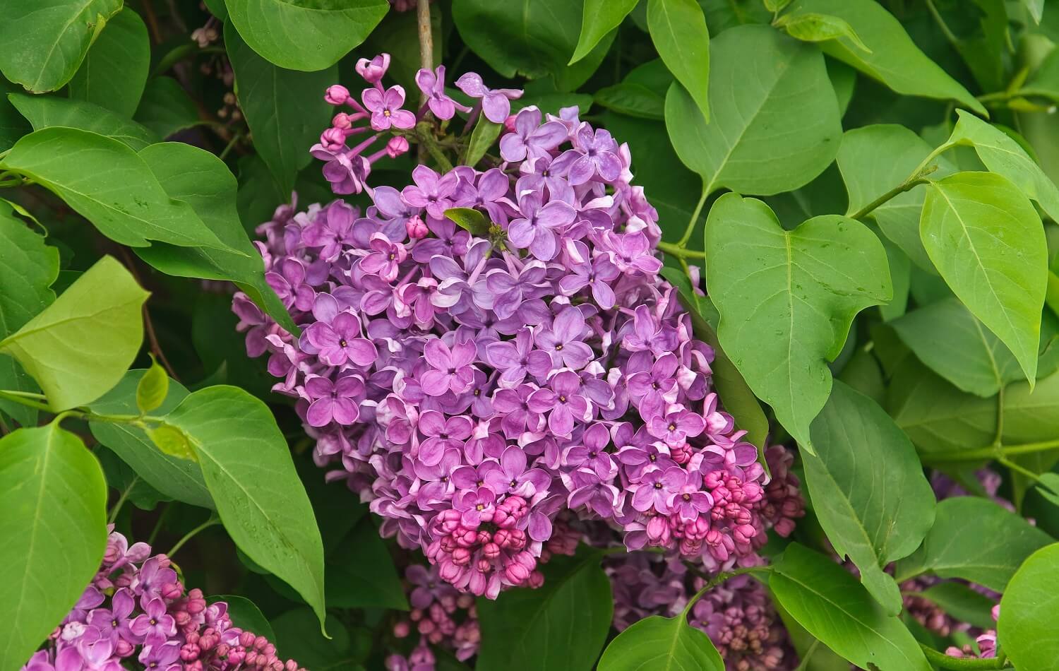 Lilas