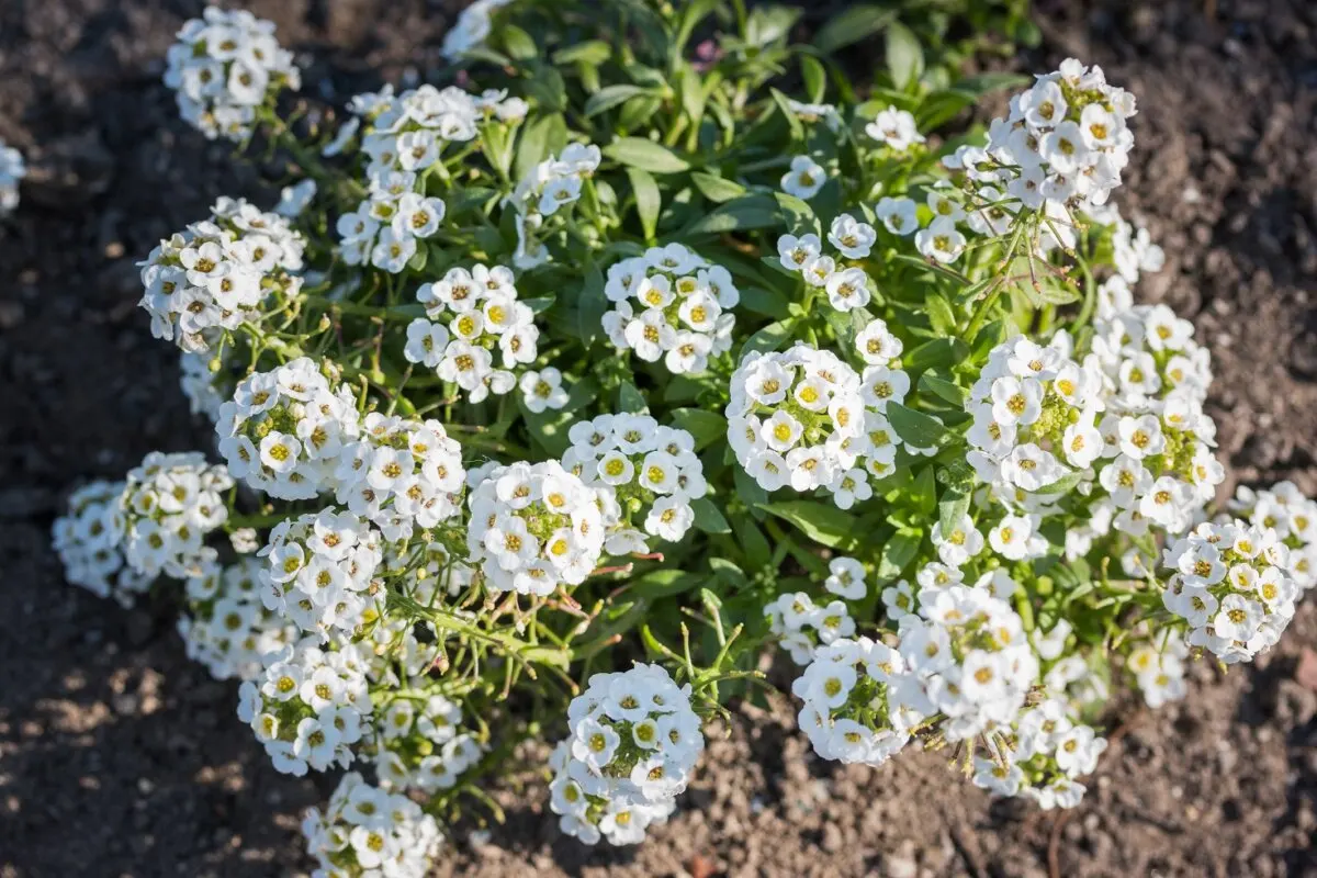 Lobularia maritima