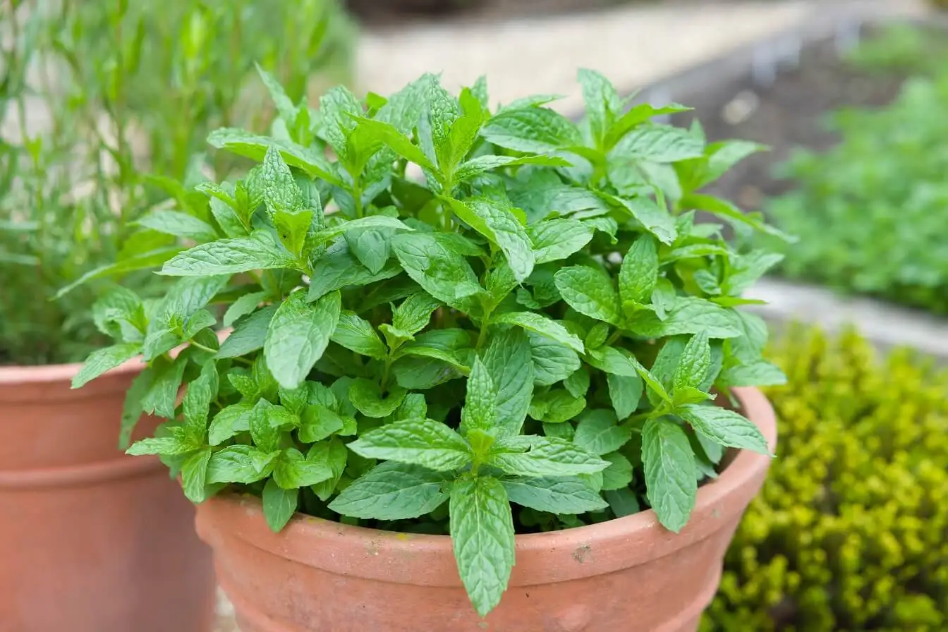Menta en maceta para perfumar jardín por las noches