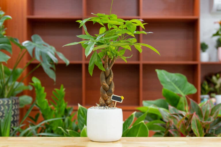 Cómo cuidar el árbol del dinero para que esté alto y erguido