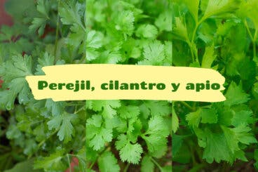 Cilantro, perejil y apio siempre frescos con estos 5 trucos de cocina