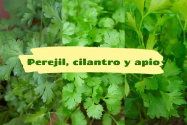 Cilantro, perejil y apio siempre frescos con estos 5 trucos de cocina
