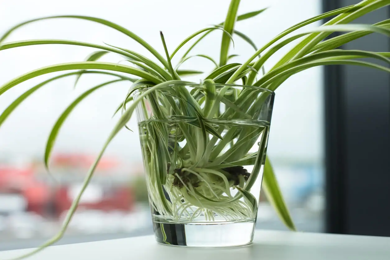 Planta araña