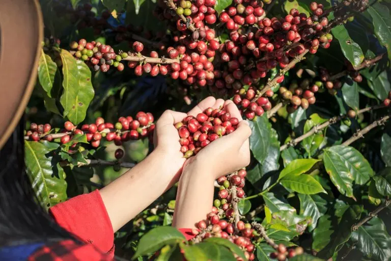 Café