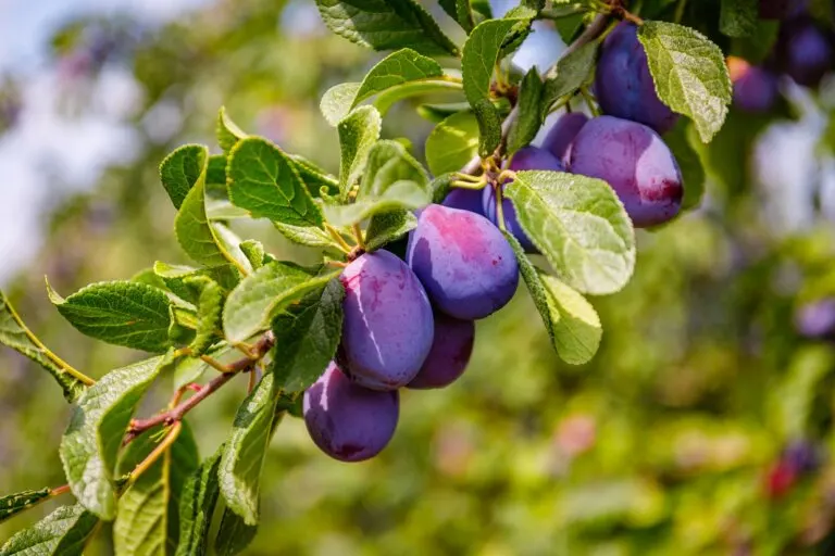Ciruela