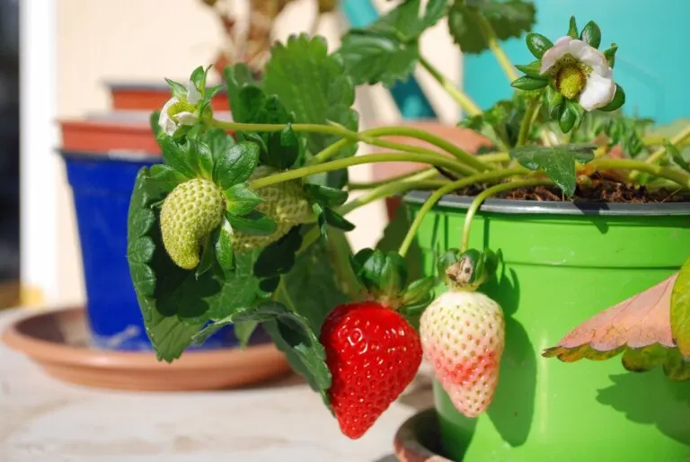 Fresas