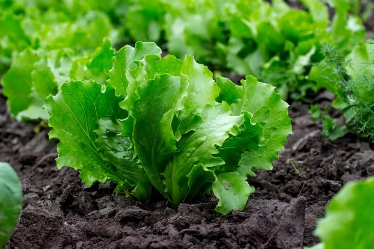 Lechuga