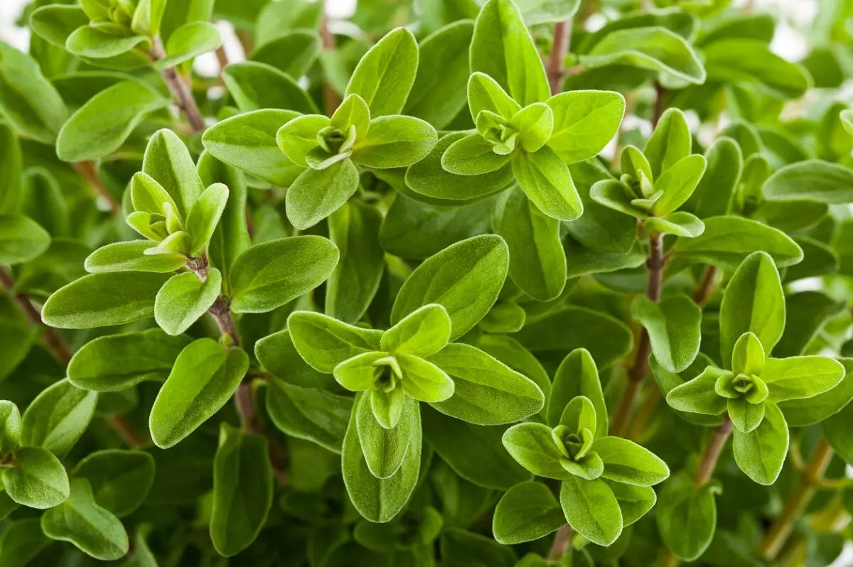 Mejorana