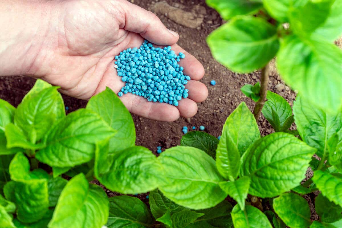 8 formas de añadir nitrógeno y fósforo a tus plantas de manera orgánica