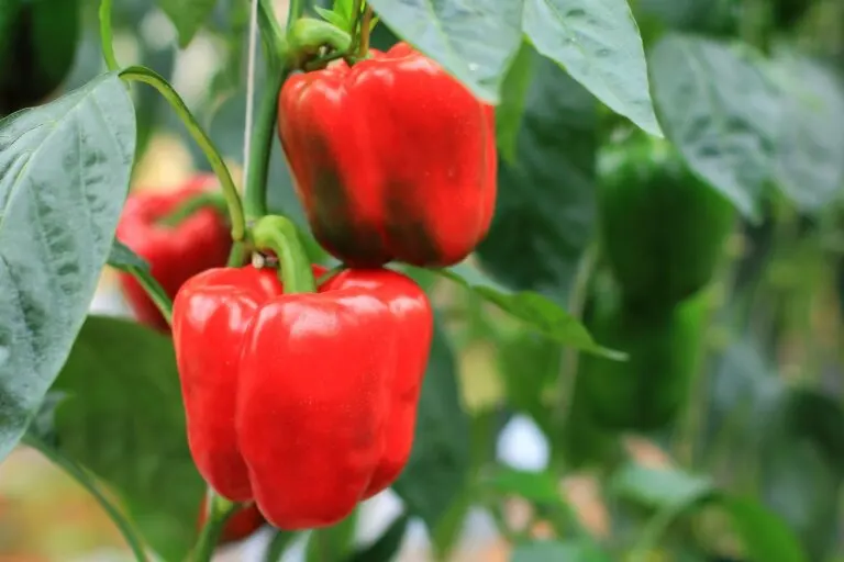 Planta de pimiento
