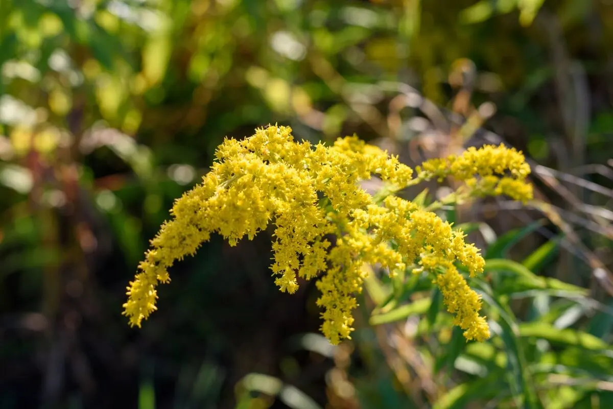 Solidago