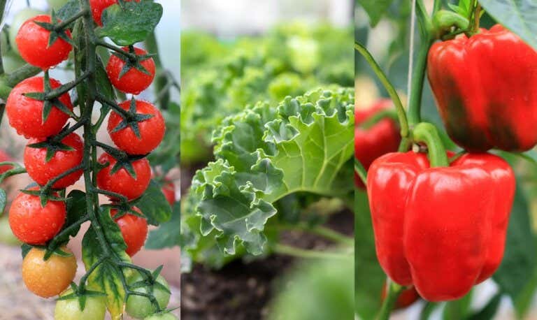 20 plantas que puedes cultivar para tener un jardín comestible