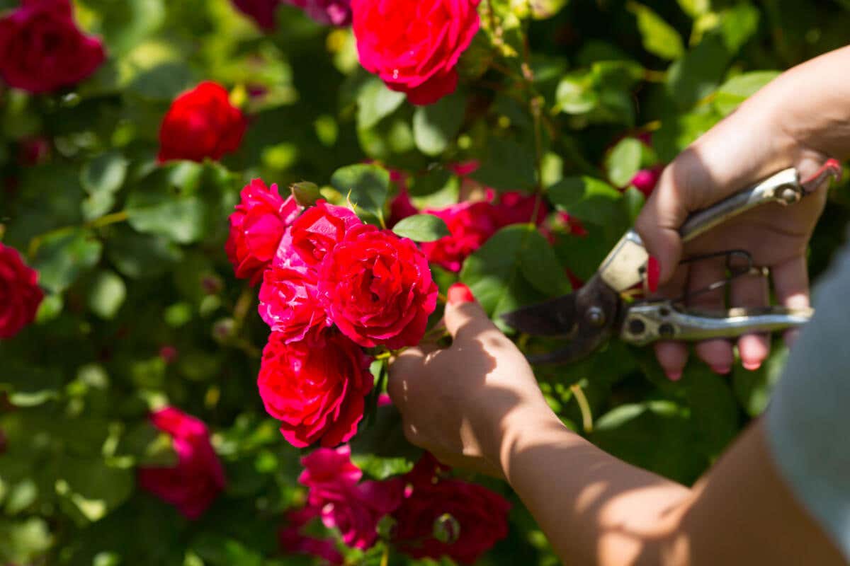 5 consejos profesionales para podar los rosales sin dañarlos