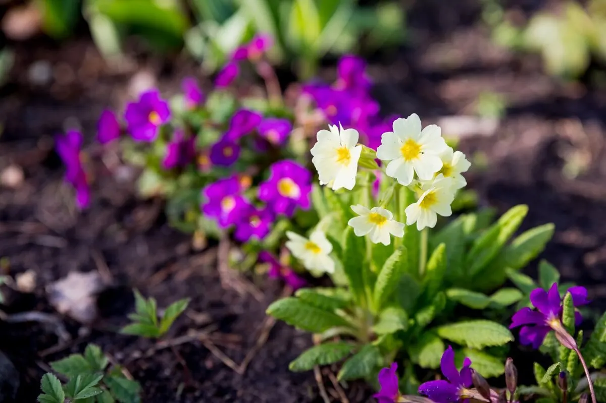 Primavera o prímula