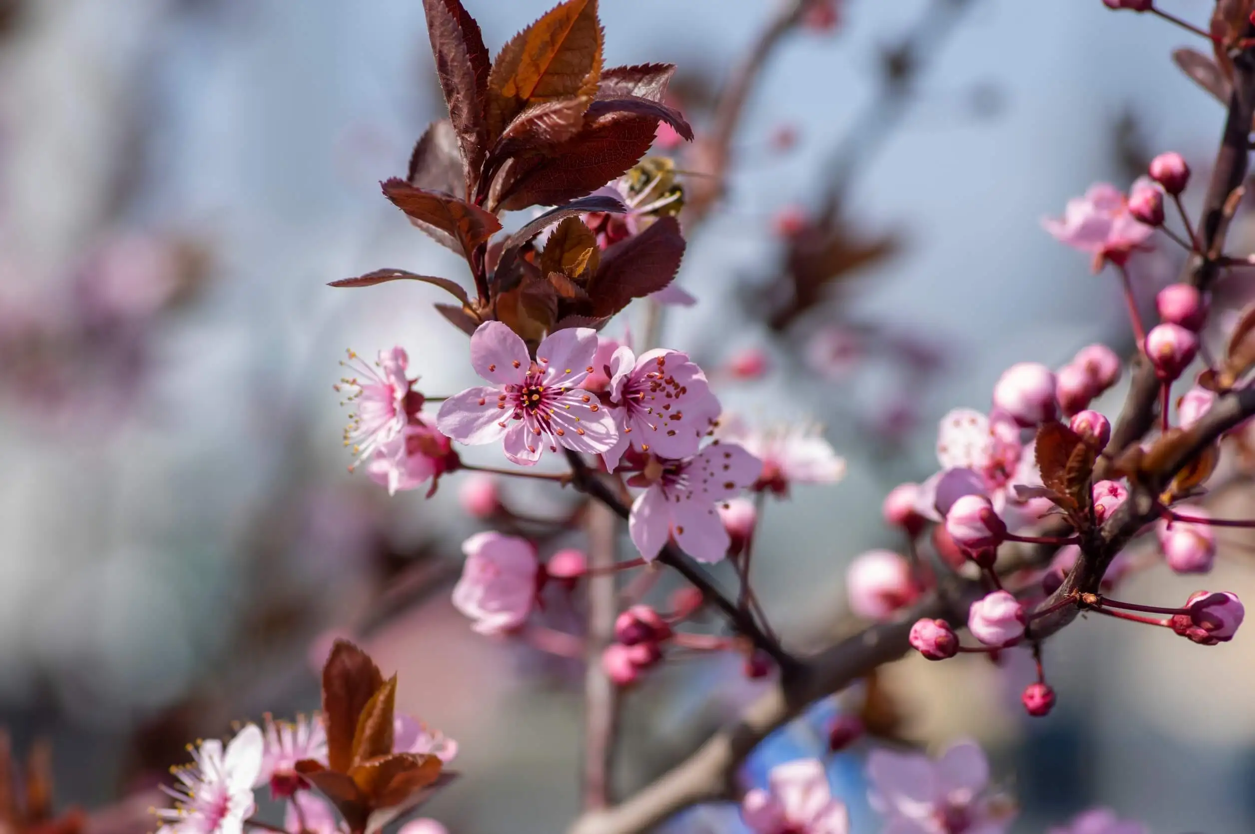 prunus cerasifera