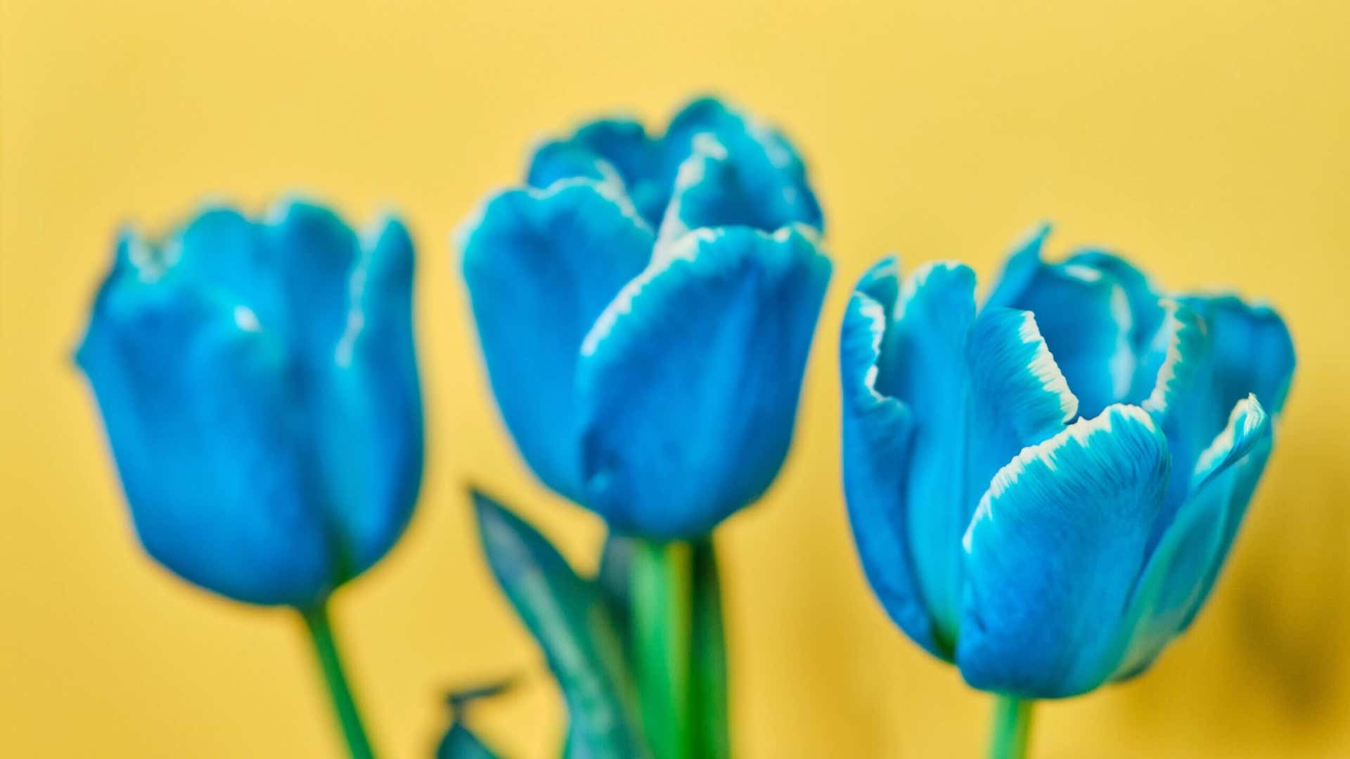 Tulipanes azules