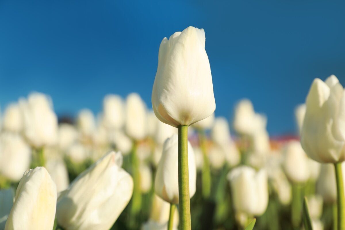 Significado de los tulipanes según su color