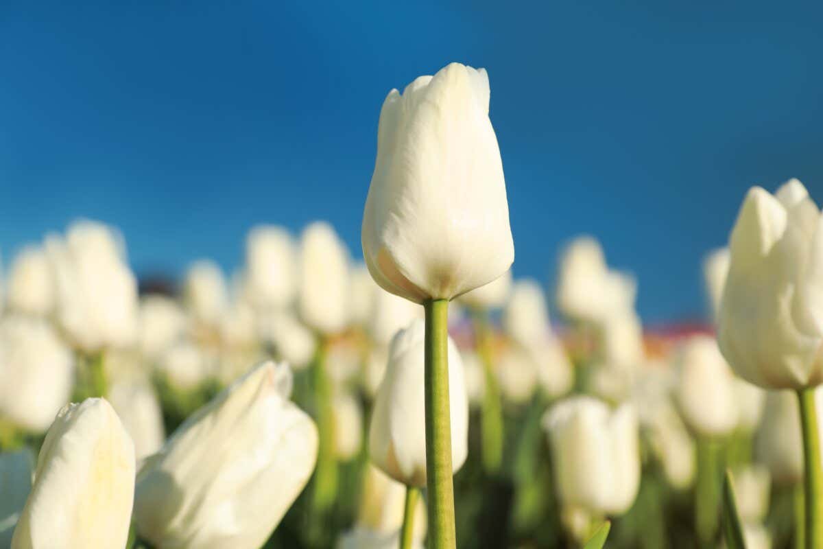 Signification de la tulipe blanche.